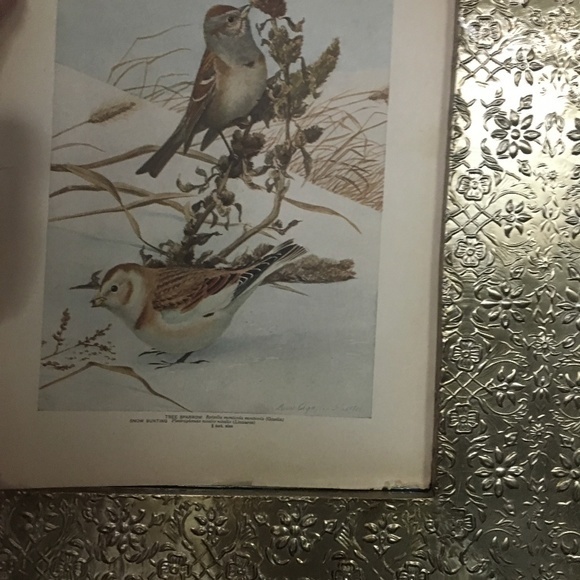 Antique Ornithological Bird Print Original 1913 - Picture 10 of 14